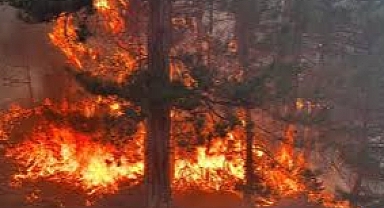 Ankara’da Başlayan Yangın Bolu’ya Sıçradı.