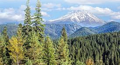 Ciğerlerimiz Yanmaya Devam Ediyor.