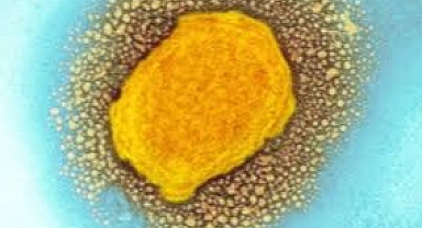 Maymun Çiçeği Salgını: Dünya Sağlık Örgütü Küresel Acil Durum İlan Etti